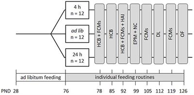 The Effects of Different Feeding Routines on Welfare in Laboratory Mice